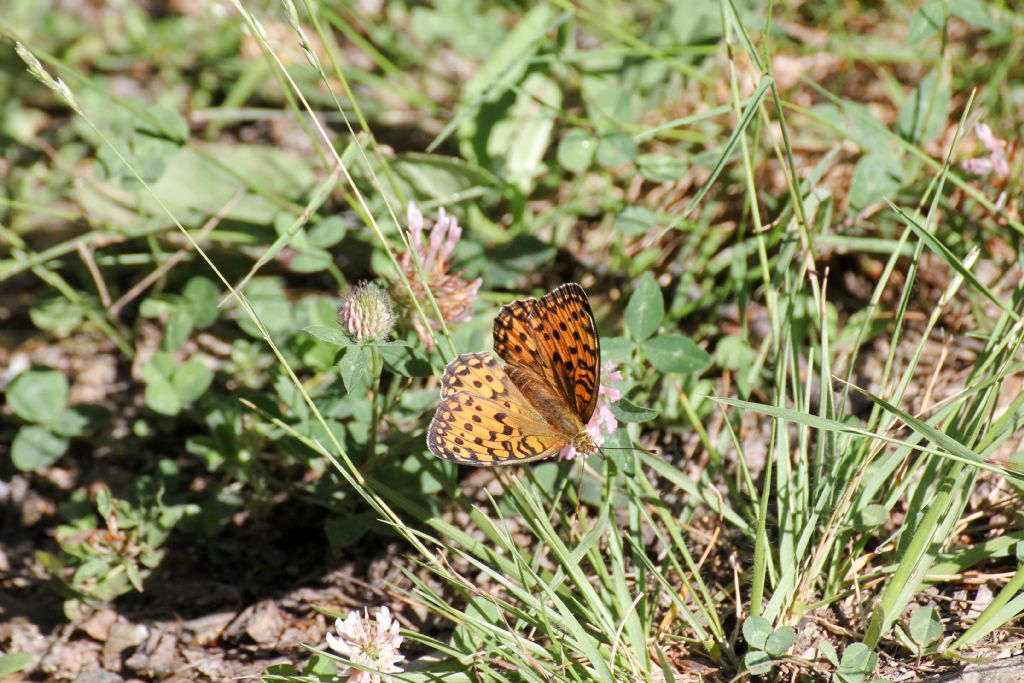 Argynnis aglaja? S